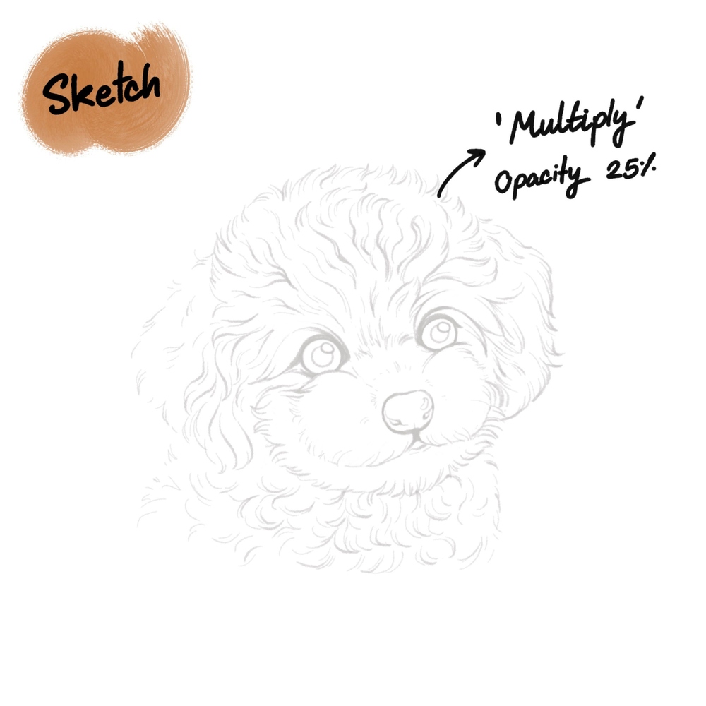 Poodle Pet Portrait Tutorial for Procreate (Free Brushes)